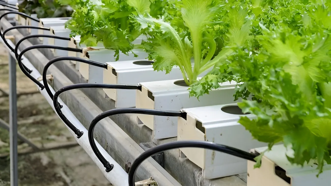 Pembudidayaan Sayur Hidroponik